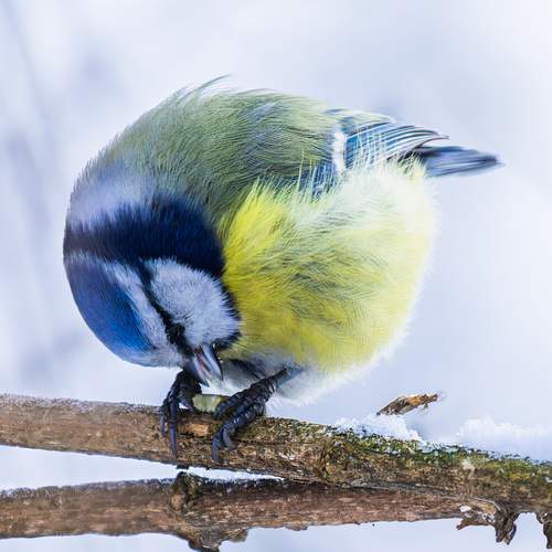 Фотография #13190284