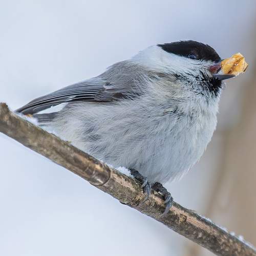 Фотография #13190328