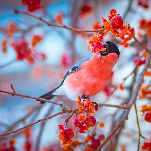 Фотография #13190347