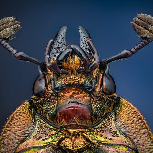 Lamprima adolphinae female