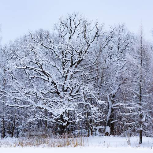 Зимняя сказка