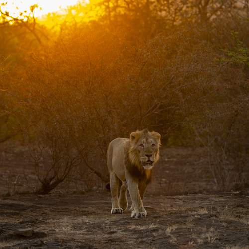 A Lion