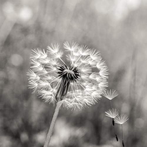 Photo #13191387
