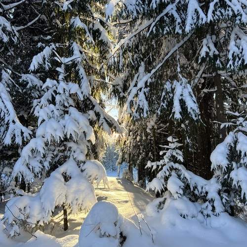 Photo #13191493