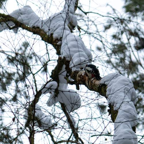 Фотография #13191607