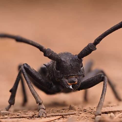 Guardian of the Ground
