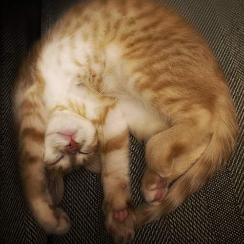 Photo #13192334