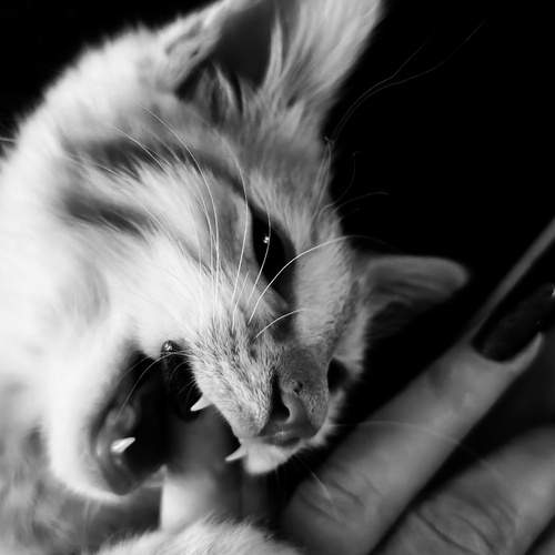 Photo #13192336