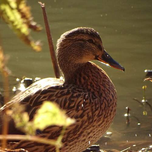 Photo #13192450