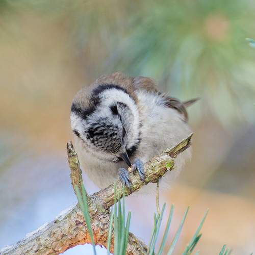 Photo #13193174
