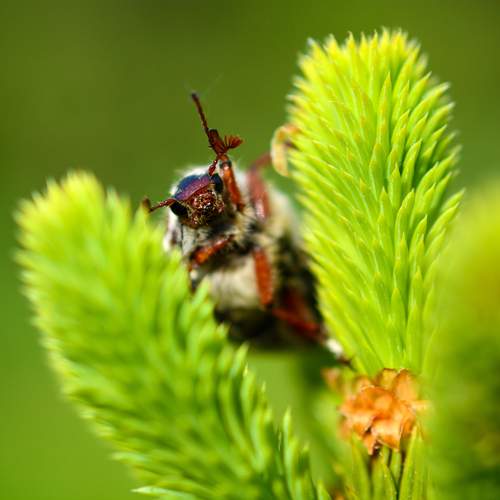 Майский жук
