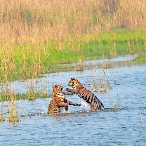 Photo #13193699