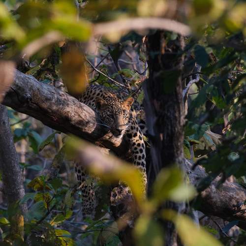 Photo #13193714