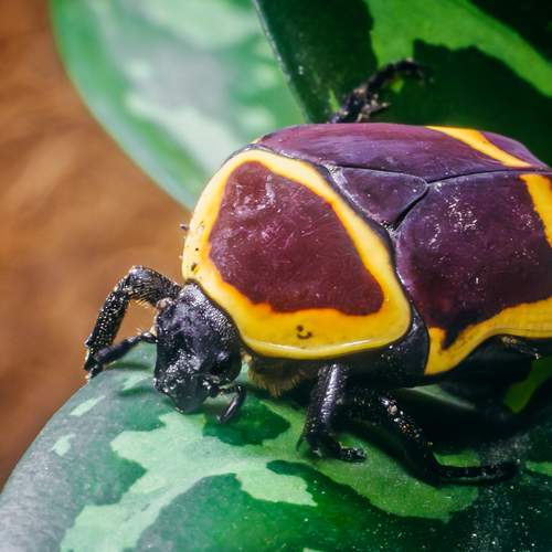 Бронзовка Конголезская (Pachnoda marginata)