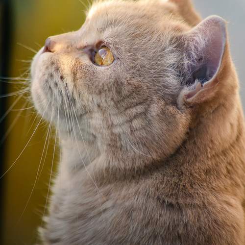 Photo #13194417