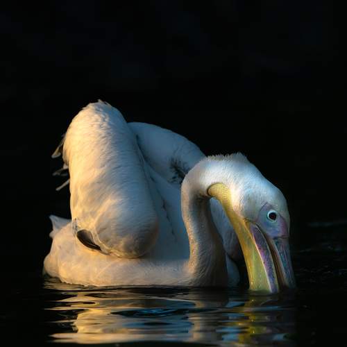 Фотография #13194469