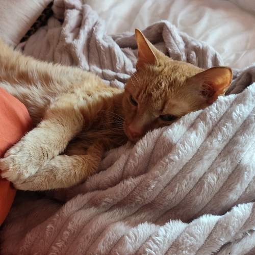 Photo #13194586