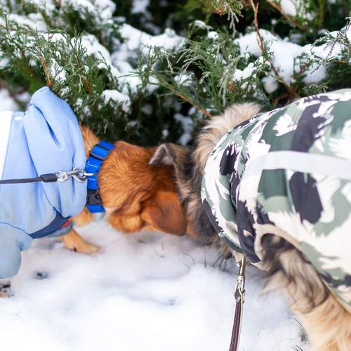 Photo #13194589
