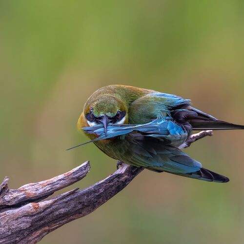 Фотография #13194892