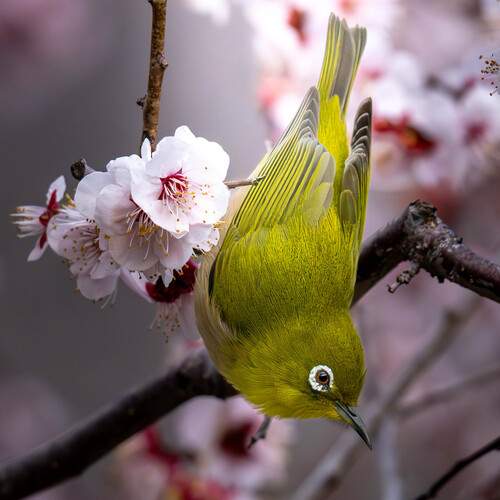 Green within pink