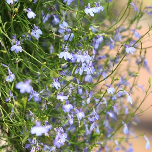 Photo #13195157