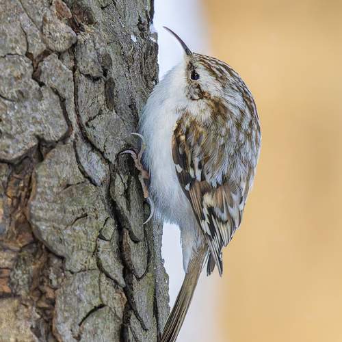 Фотография #13195466