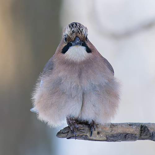 Фотография #13195470