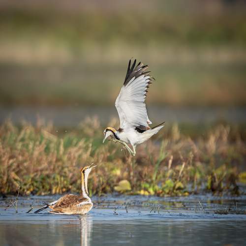Territorial fight of Jacana
