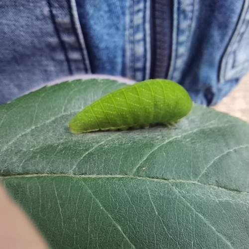 Photo #13197045