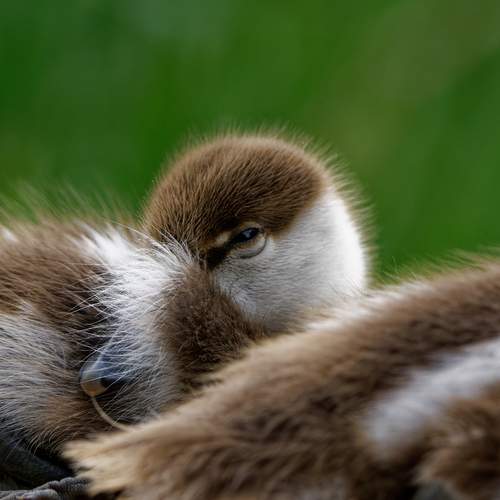 Photo #13197155
