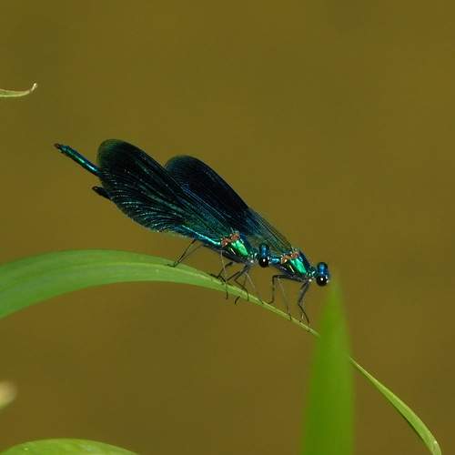 Photo #13198146