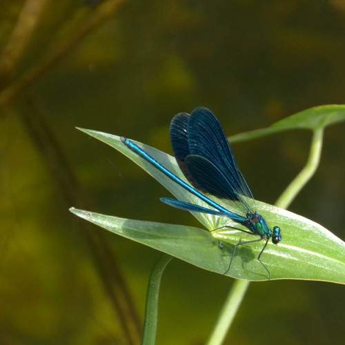 Photo #13198147