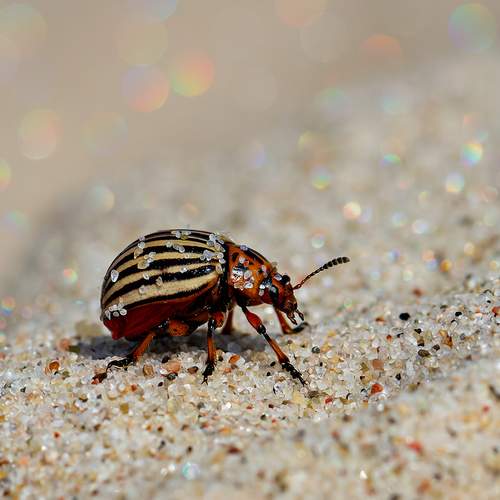 Фотография #13198535