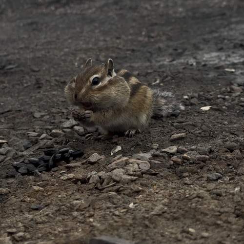 Photo #13198791