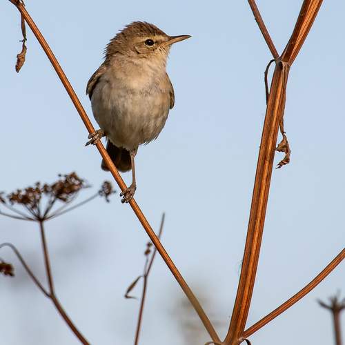 Северная бормотушка.