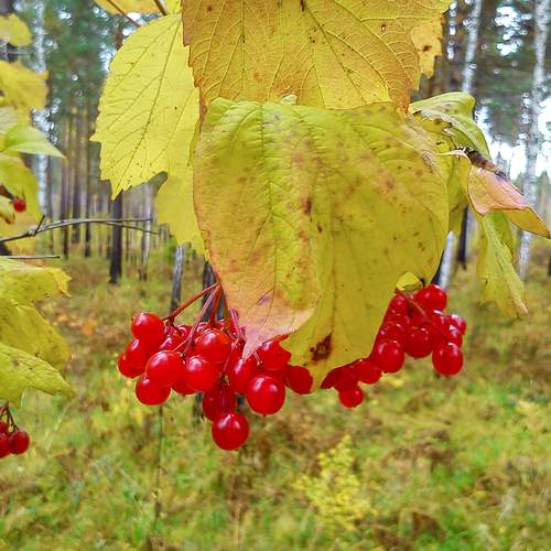Photo #13199017