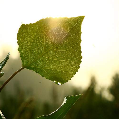 Photo #13199020