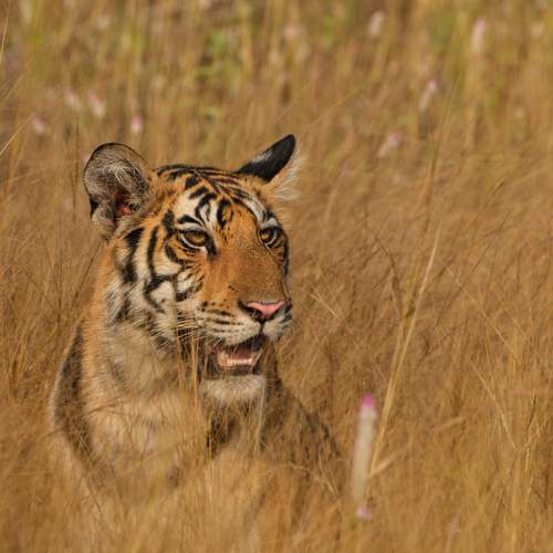 Photo #13199139