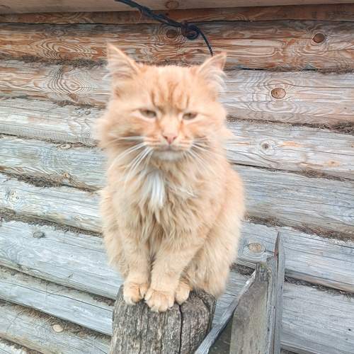Photo #13199142