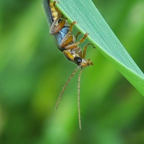 Photo #13199401