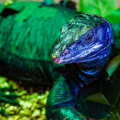 Emerald Tree Monitor Lizard