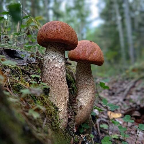 Photo #13199685