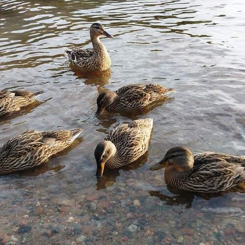 Photo #13199960