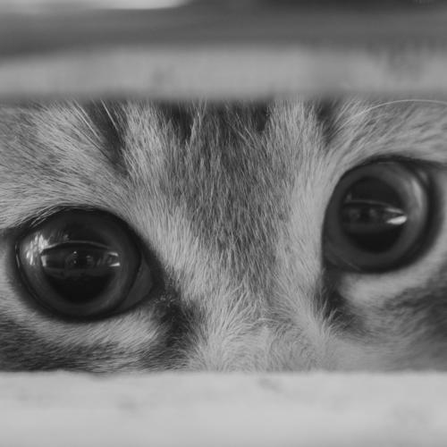 кот