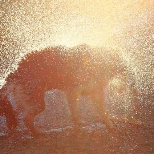 Собака отряхивается после купания в реке Енисей