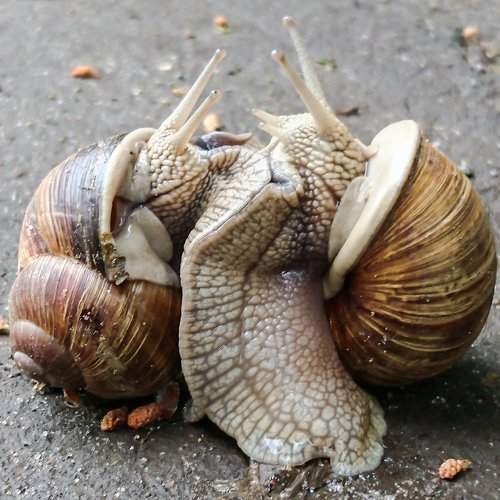 Slow motion