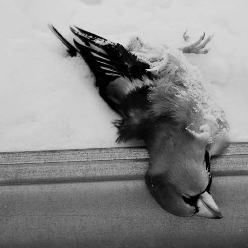 Photo #13200049