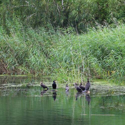 Photo #13200125