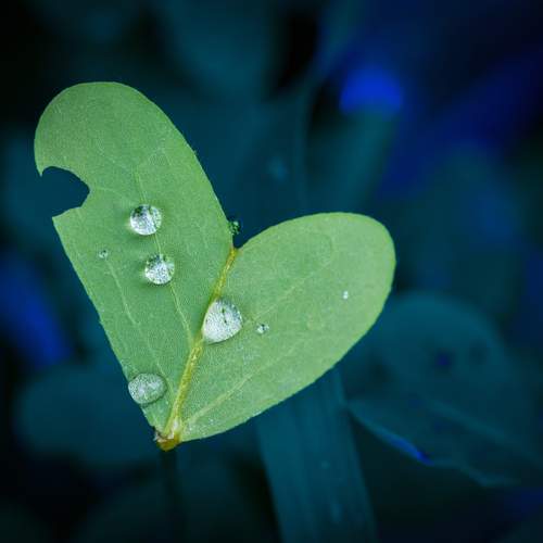 Green Love, Blue Embrace