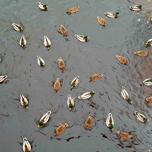 Photo #13201212